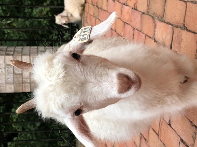 Young alpaca close up