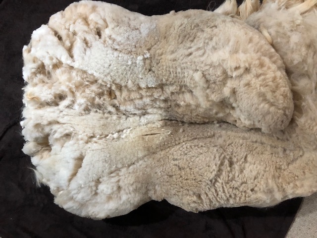 Fresh alpaca fleece