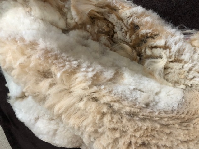Skirted alpaca fleece blanket