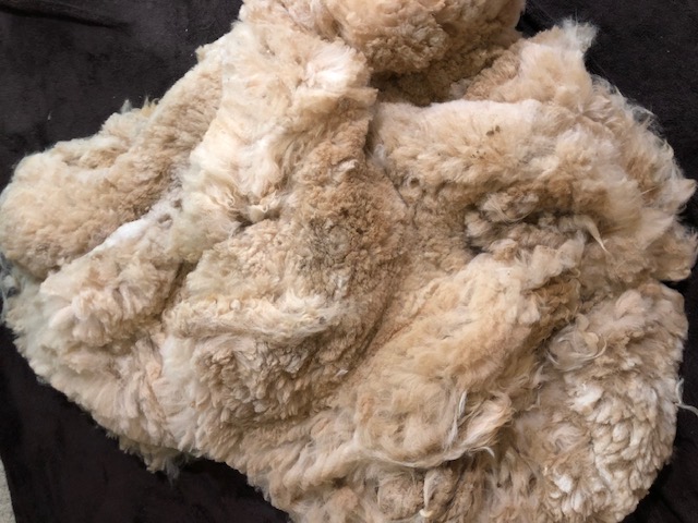 Natural alpaca fleece texture