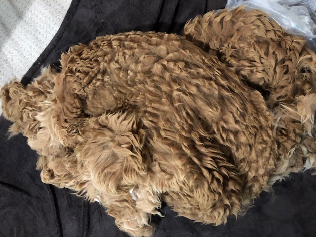 Rolled alpaca fleece