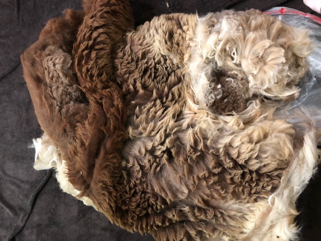 Sorted alpaca fleeces