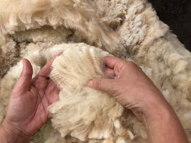 Hands examining alpaca fleece softness