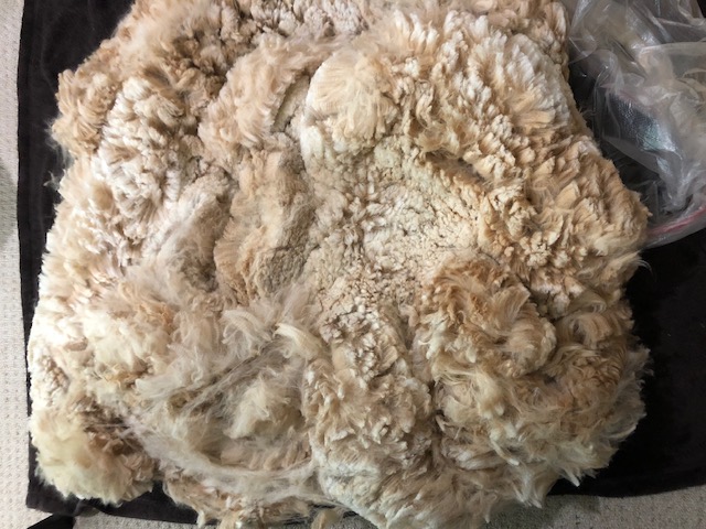 Cleaned alpaca fleece ready for processing