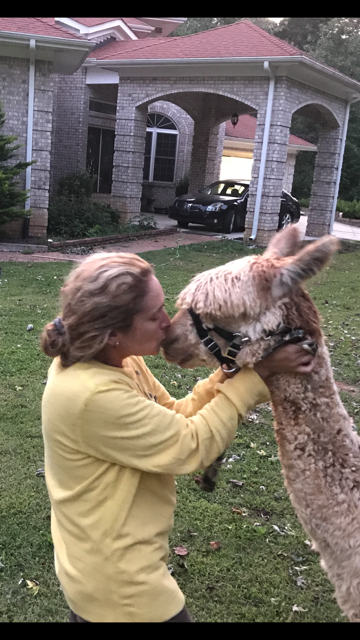 Human interaction with alpaca