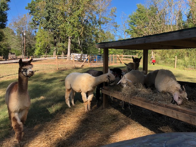 Alpacas in pasture