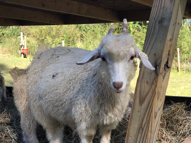 Alpaca resting on pasture
