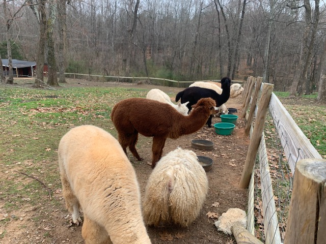 Alpacas feeding