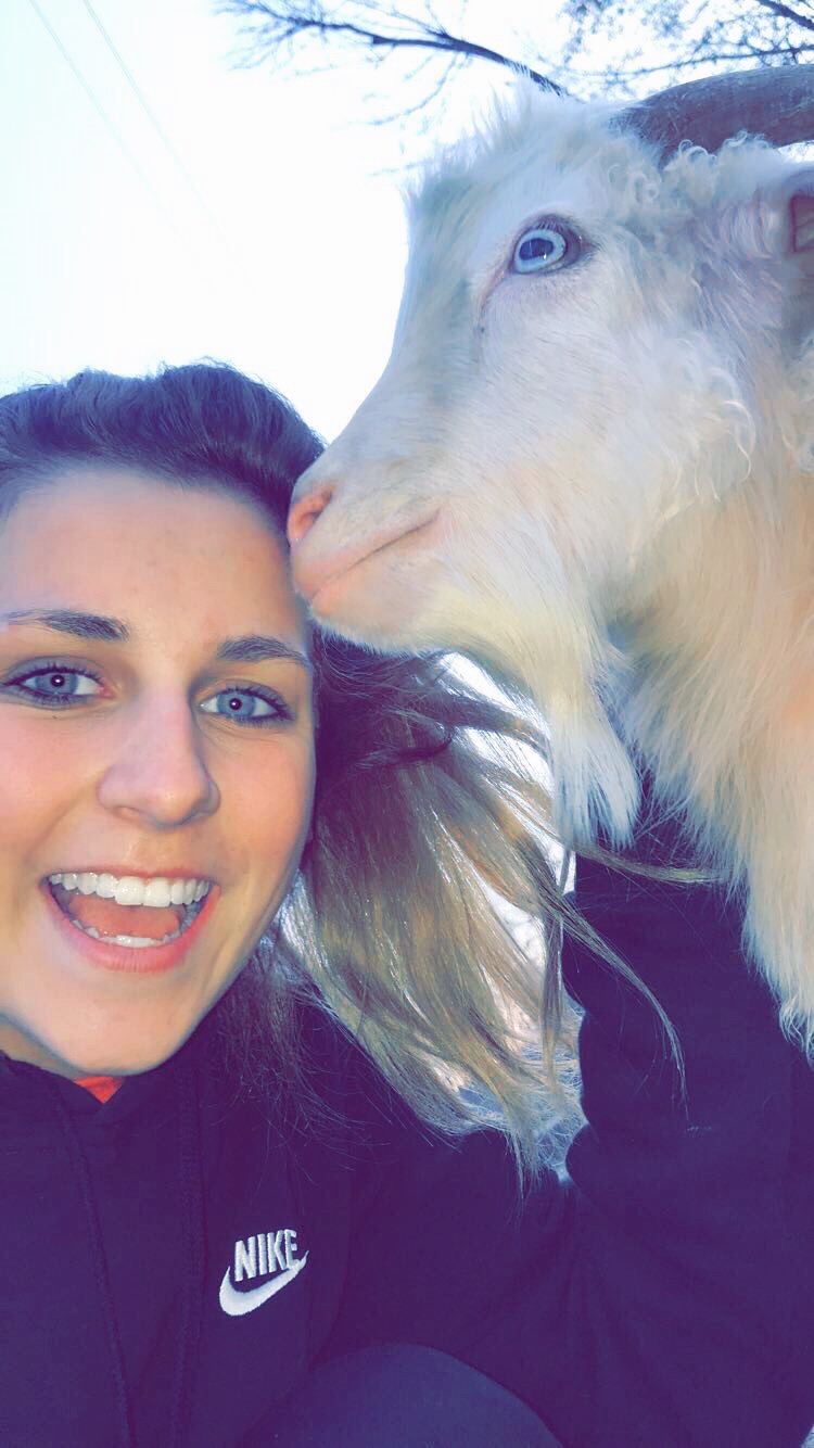 Angora goats in shelter