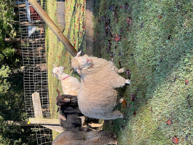 Angora goats grazing